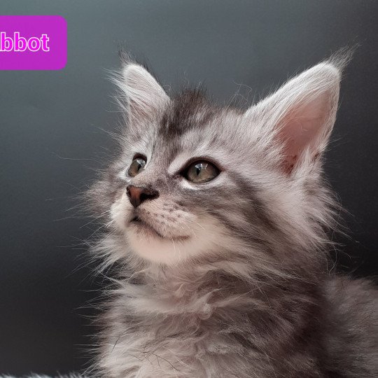 chaton Maine coon black smoke Abbot La Chatterie des targuizier's black smoke 