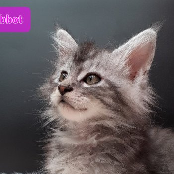 Abbot Femelle Maine coon