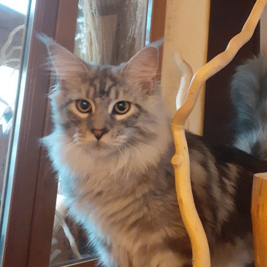 chaton Maine coon black smoke Abbot La Chatterie des targuizier's black smoke 