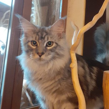 Abbot Femelle Maine coon