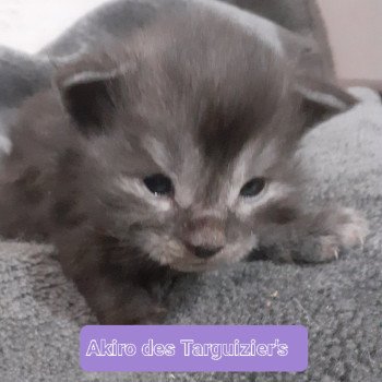 Akiro Mâle Maine coon