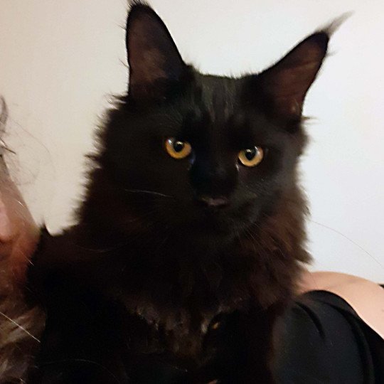 chaton Maine coon black Albus La Chatterie des targuizier's black 