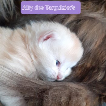 Alfy Mâle Maine coon