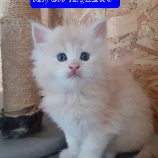 chaton Maine coon red Alfy La Chatterie des targuizier's red 