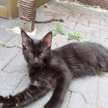 Amos Mâle Maine coon
