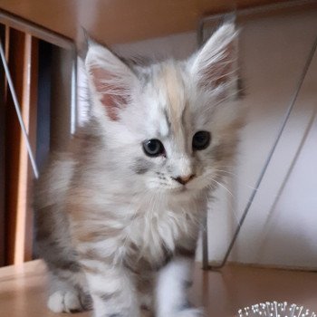 Angie Femelle Maine coon