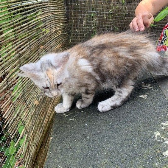 chaton Maine coon black tortie smoke Angie La Chatterie des targuizier's black tortie smoke 