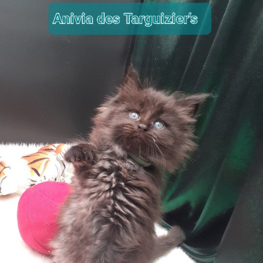 Anivia Femelle Maine coon