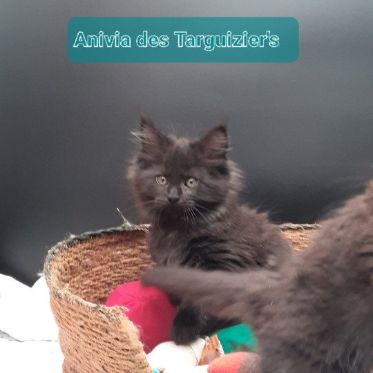 chaton Maine coon black Anivia La Chatterie des targuizier's black 