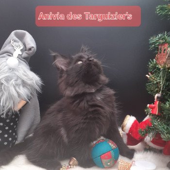 Anivia Femelle Maine coon