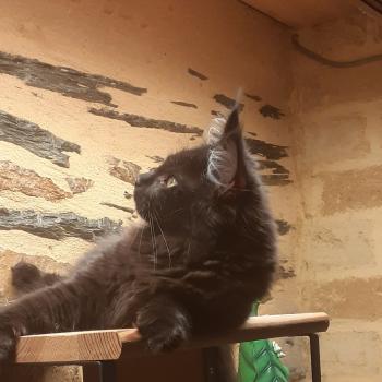 Anivia Femelle Maine coon