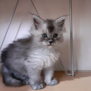 Anouk Femelle Maine coon