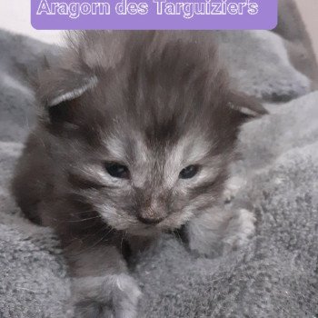 Aragorn Mâle Maine coon