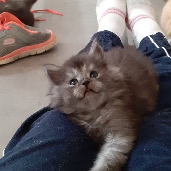 Aragorn Mâle Maine coon