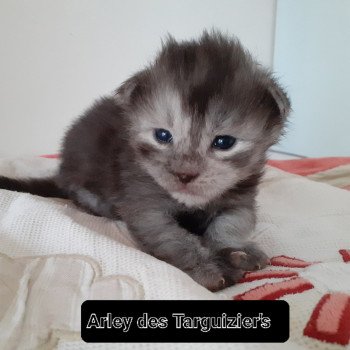 Arley Mâle Maine coon