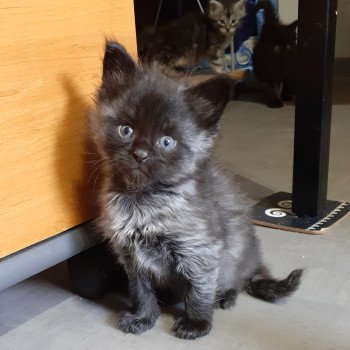 Arry Mâle Maine coon