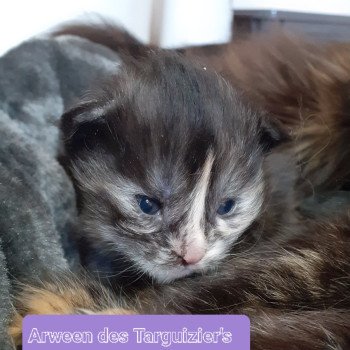 Arween Femelle Maine coon