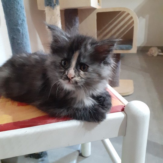 chaton Maine coon black tortie smoke Arween La Chatterie des targuizier's black tortie smoke 