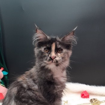 Arween Femelle Maine coon