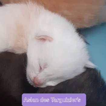 Aslan Mâle Maine coon