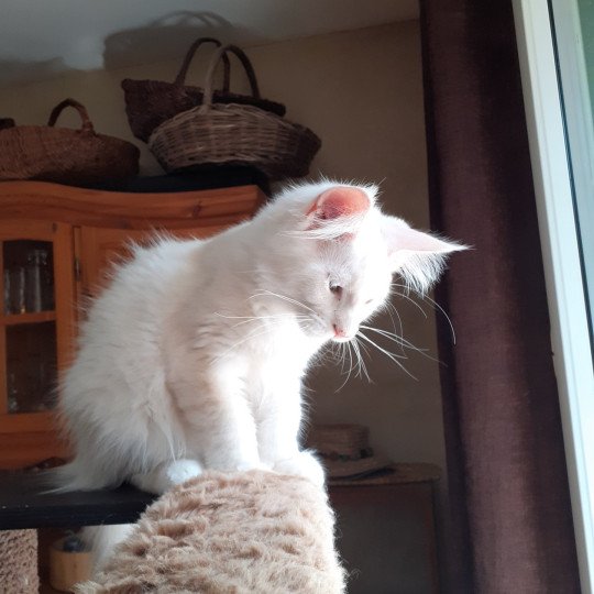 chaton Maine coon cream Aslan La Chatterie des targuizier's cream 
