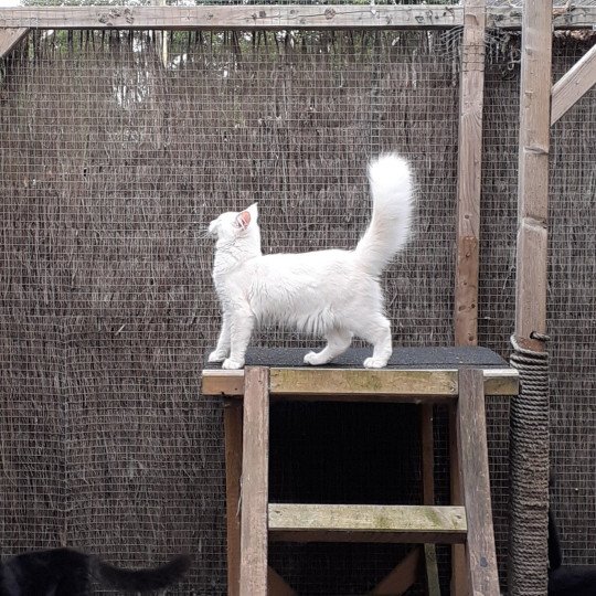 chaton Maine coon cream Aslan La Chatterie des targuizier's cream 