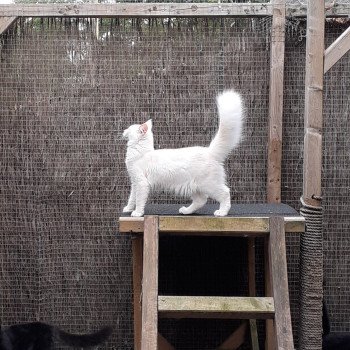 Aslan Mâle Maine coon