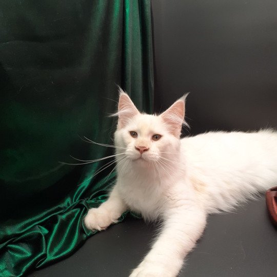 chaton Maine coon cream Aslan La Chatterie des targuizier's cream 