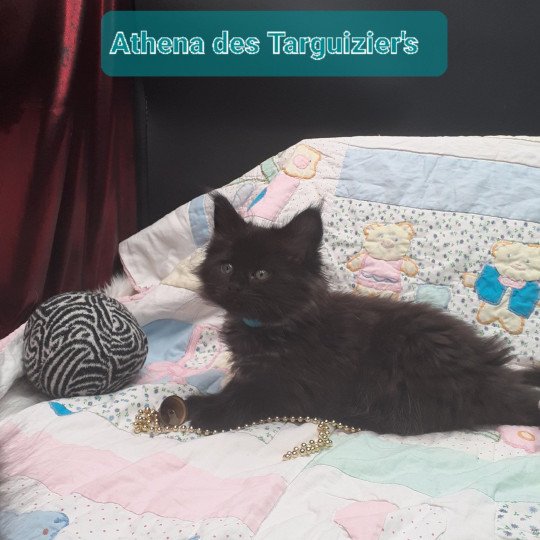 Athéna Femelle Maine coon