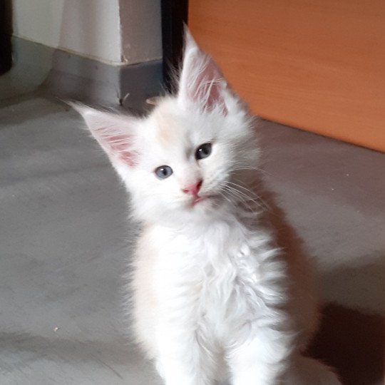 chaton Maine coon red Atlas La Chatterie des targuizier's red smoke 