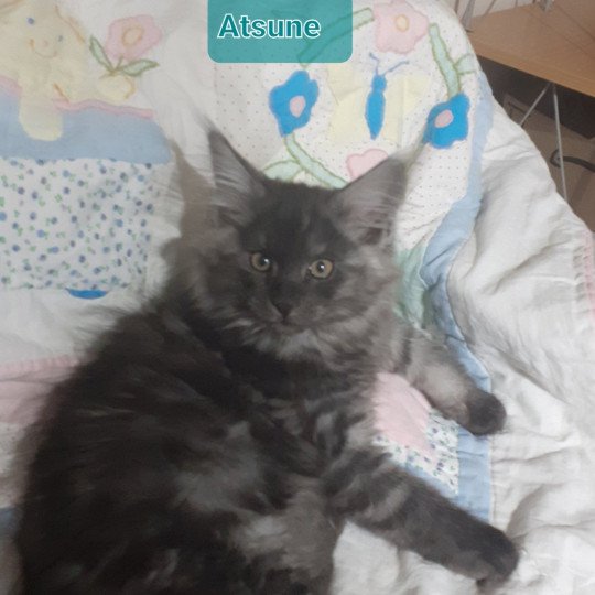 chaton Maine coon black smoke Atsuné La Chatterie des targuizier's black smoke 