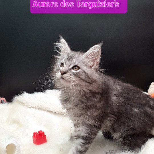 chaton Maine coon black silver blotched tabby Aurore La Chatterie des targuizier's black silver blotched tabby
