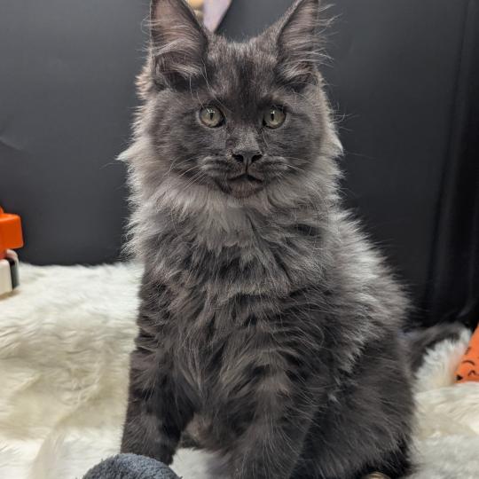 chaton Maine coon black smoke Barely La Chatterie des targuizier's black smoke 