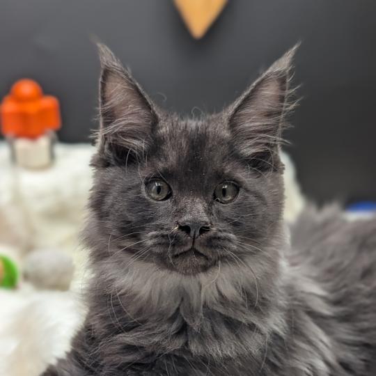 chaton Maine coon black smoke Barely La Chatterie des targuizier's black smoke 