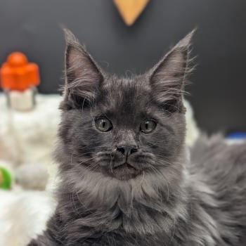 Barely Mâle Maine coon