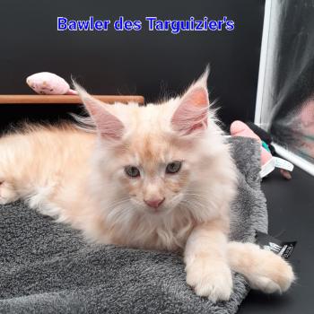 BAWLER Mâle Maine coon