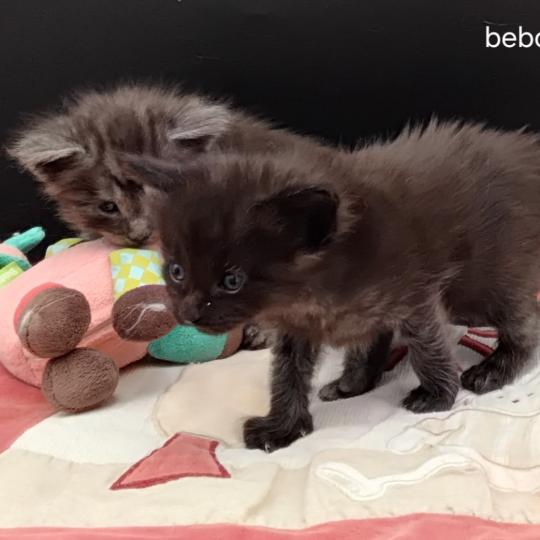 chaton Maine coon black Be-Bop La Chatterie des targuizier's black 