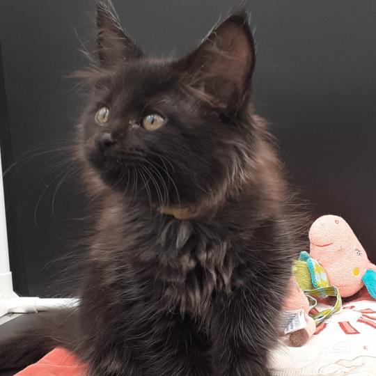 chaton Maine coon black Be-Bop La Chatterie des targuizier's black 