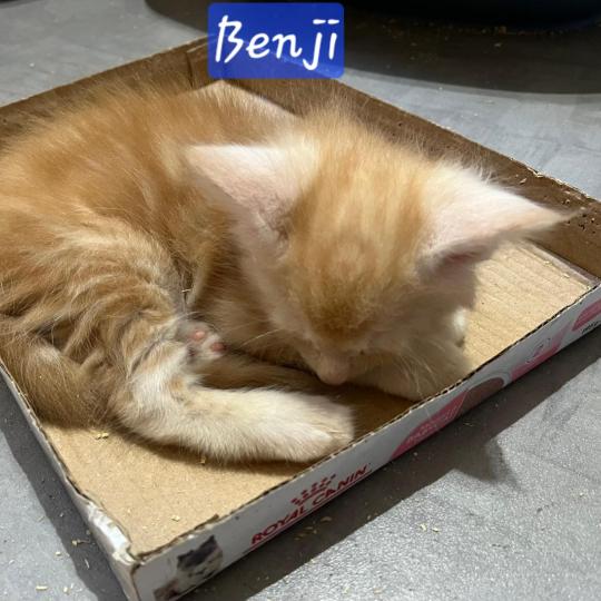chaton Maine coon red BENJI La Chatterie des targuizier's red smoke 