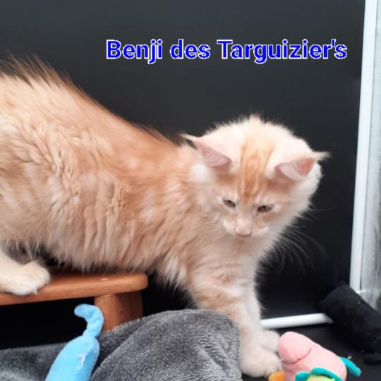 chaton Maine coon red smoke BENJI La Chatterie des targuizier's red smoke 