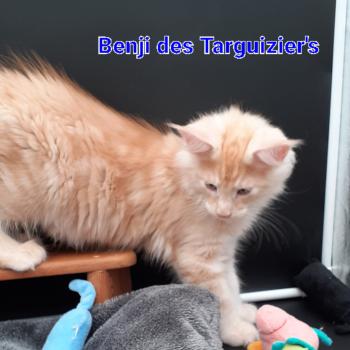BENJI Mâle Maine coon
