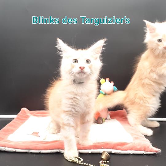 chaton Maine coon red silver blotched tabby BLINKS La Chatterie des targuizier's red silver blotched tabby