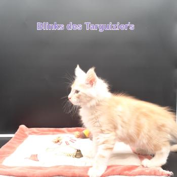 BLINKS Mâle Maine coon