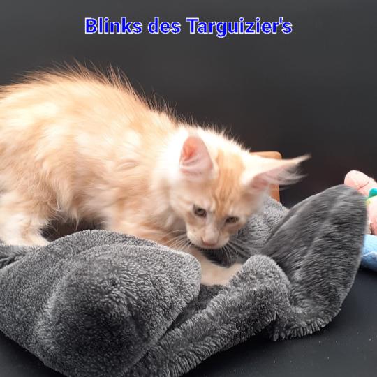 chaton Maine coon red silver blotched tabby BLINKS La Chatterie des targuizier's red silver blotched tabby