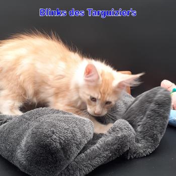 BLINKS Mâle Maine coon