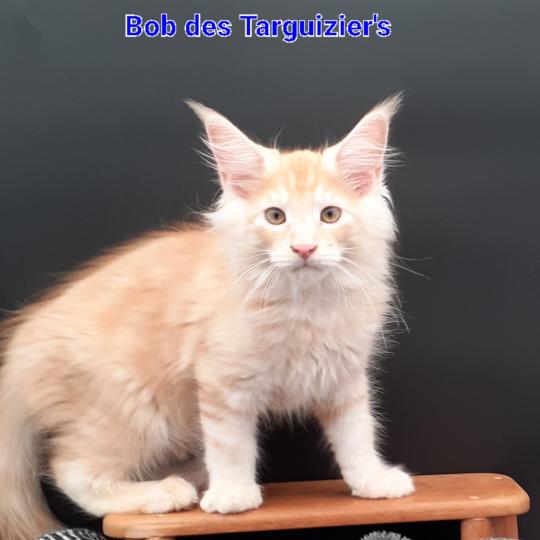 chaton Maine coon red silver mackerel tabby BOB La Chatterie des targuizier's red silver mackerel tabby