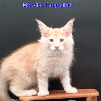 BOB Mâle Maine coon