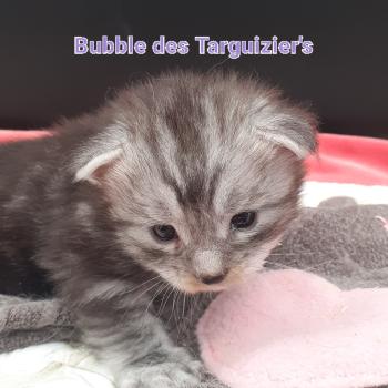 Bubble Femelle Maine coon