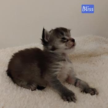 Bliss Femelle Maine coon polydactyle