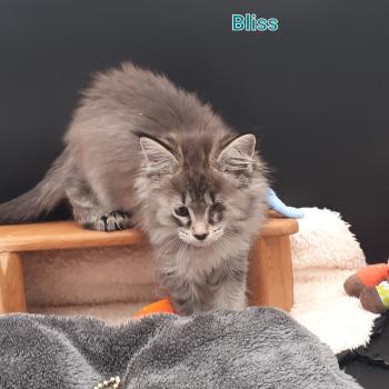 Bliss Femelle Maine coon polydactyle
